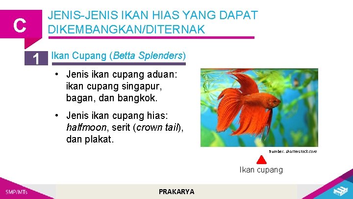 JENIS-JENIS IKAN HIAS YANG DAPAT DIKEMBANGKAN/DITERNAK C 1 Ikan Cupang (Betta Splenders) • Jenis