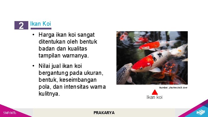 2 Ikan Koi • Harga ikan koi sangat ditentukan oleh bentuk badan kualitas tampilan