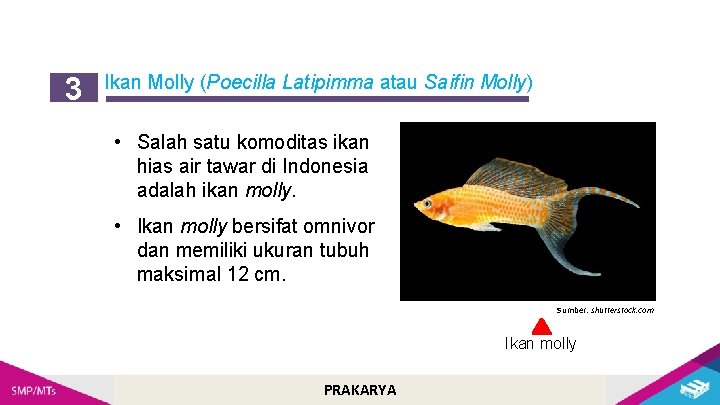 3 Ikan Molly (Poecilla Latipimma atau Saifin Molly) • Salah satu komoditas ikan hias