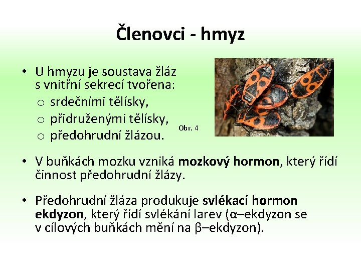 Členovci - hmyz • U hmyzu je soustava žláz s vnitřní sekrecí tvořena: o