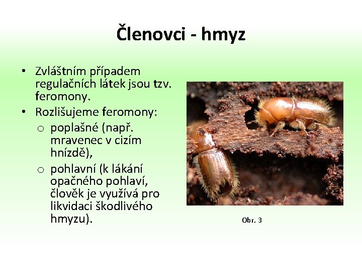 Členovci - hmyz • Zvláštním případem regulačních látek jsou tzv. feromony. • Rozlišujeme feromony: