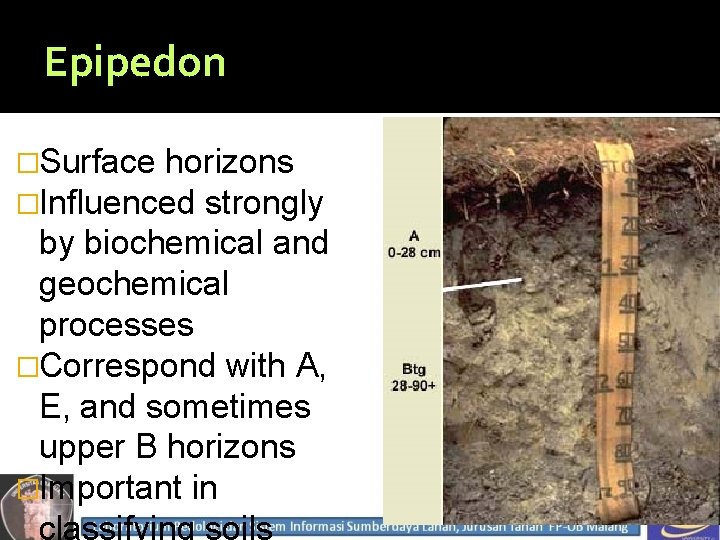 Epipedon �Surface horizons �Influenced strongly by biochemical and geochemical processes �Correspond with A, E,
