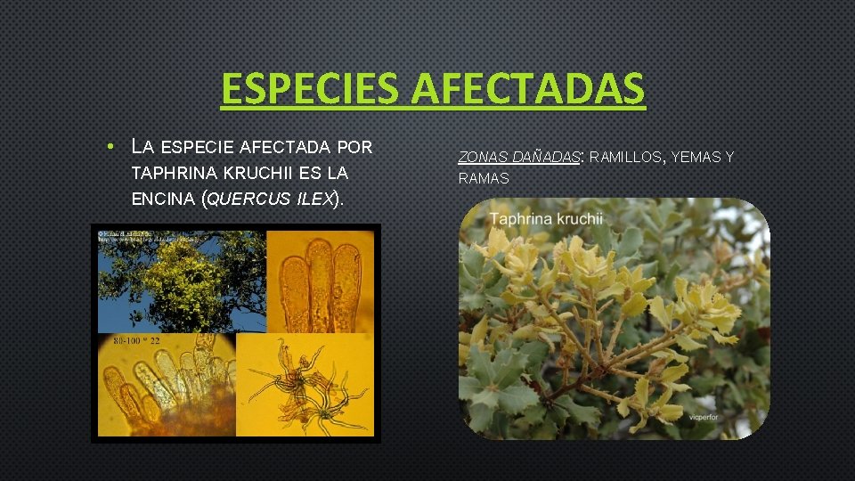 ESPECIES AFECTADAS • LA ESPECIE AFECTADA POR TAPHRINA KRUCHII ES LA ENCINA (QUERCUS ILEX).