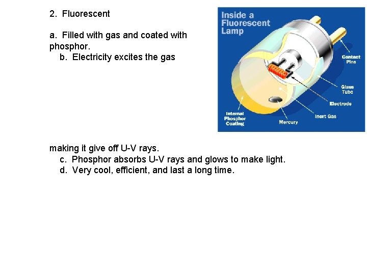2. Fluorescent a. Filled with gas and coated with phosphor. b. Electricity excites the