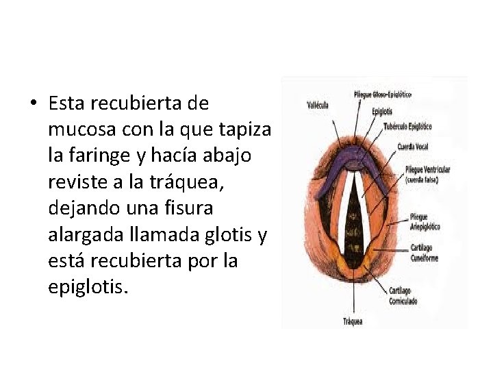  • Esta recubierta de mucosa con la que tapiza la faringe y hacía