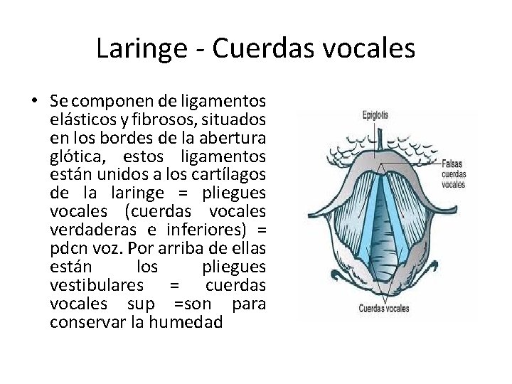 Laringe - Cuerdas vocales • Se componen de ligamentos elásticos y fibrosos, situados en