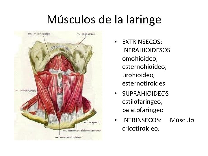 Músculos de la laringe • EXTRINSECOS: INFRAHIOIDESOS omohioideo, esternohioideo, tirohioideo, esternotiroides • SUPRAHIOIDEOS estilofaríngeo,