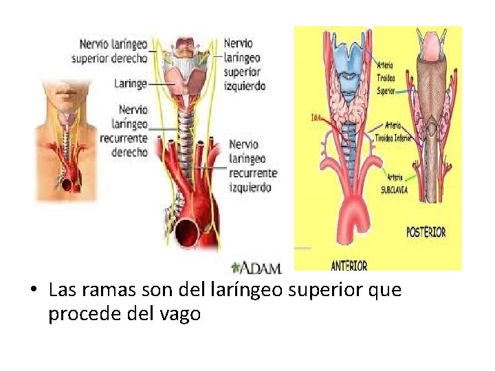  • Las ramas son del laríngeo superior que procede del vago 