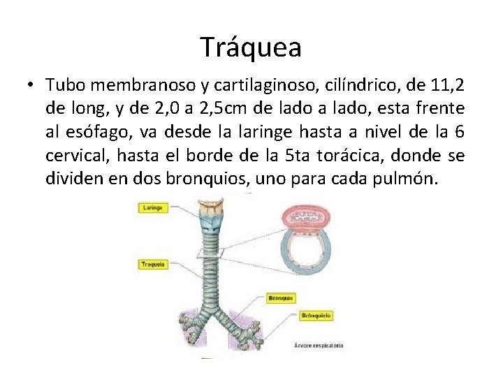 Tráquea • Tubo membranoso y cartilaginoso, cilíndrico, de 11, 2 de long, y de