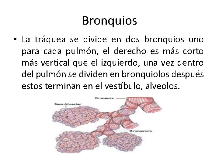 Bronquios • La tráquea se divide en dos bronquios uno para cada pulmón, el