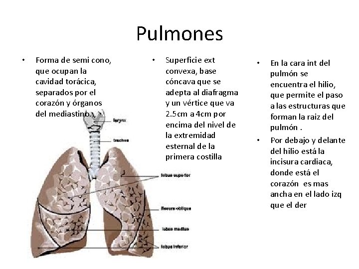 Pulmones • Forma de semi cono, que ocupan la cavidad torácica, separados por el