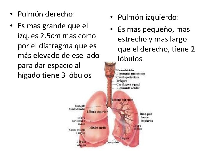  • Pulmón derecho: • Es mas grande que el izq, es 2. 5