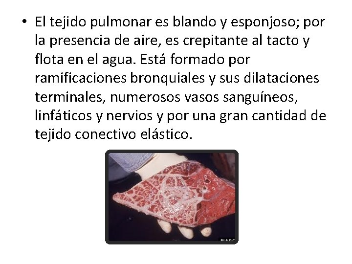  • El tejido pulmonar es blando y esponjoso; por la presencia de aire,