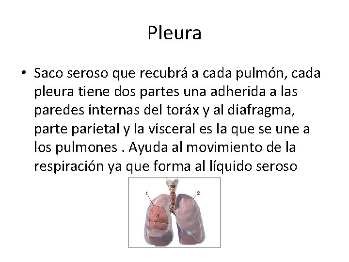 Pleura • Saco seroso que recubrá a cada pulmón, cada pleura tiene dos partes