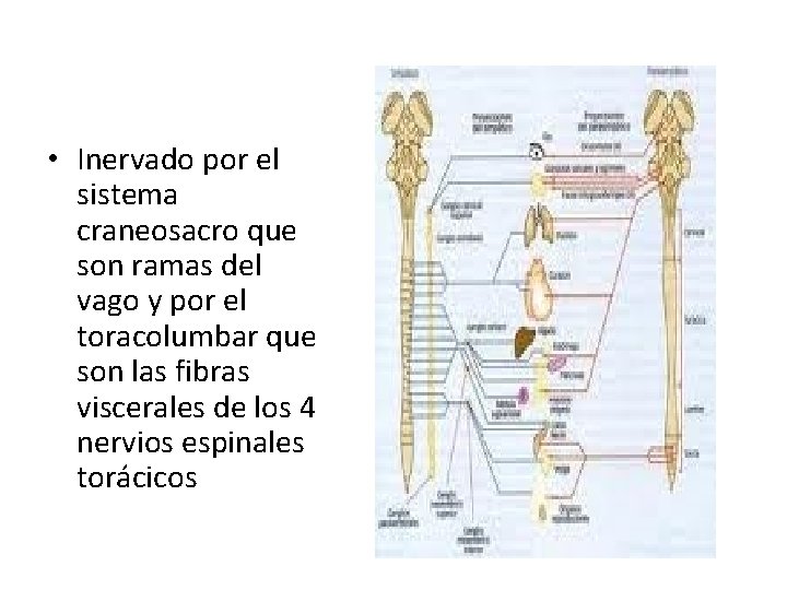  • Inervado por el sistema craneosacro que son ramas del vago y por