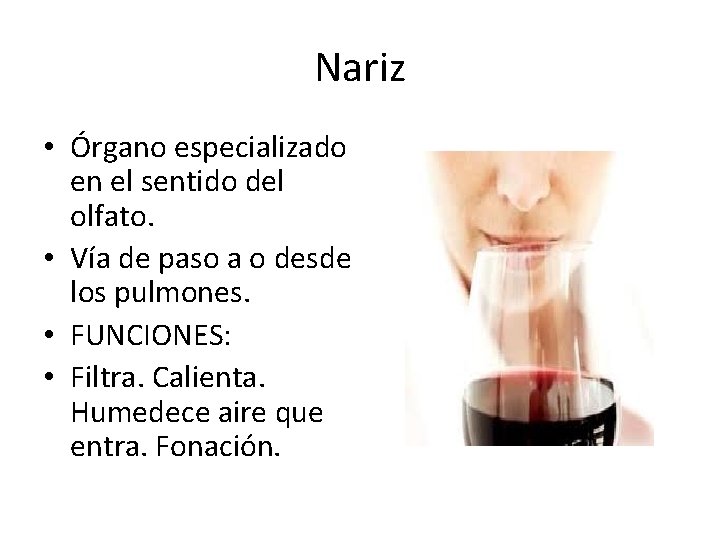 Nariz • Órgano especializado en el sentido del olfato. • Vía de paso a