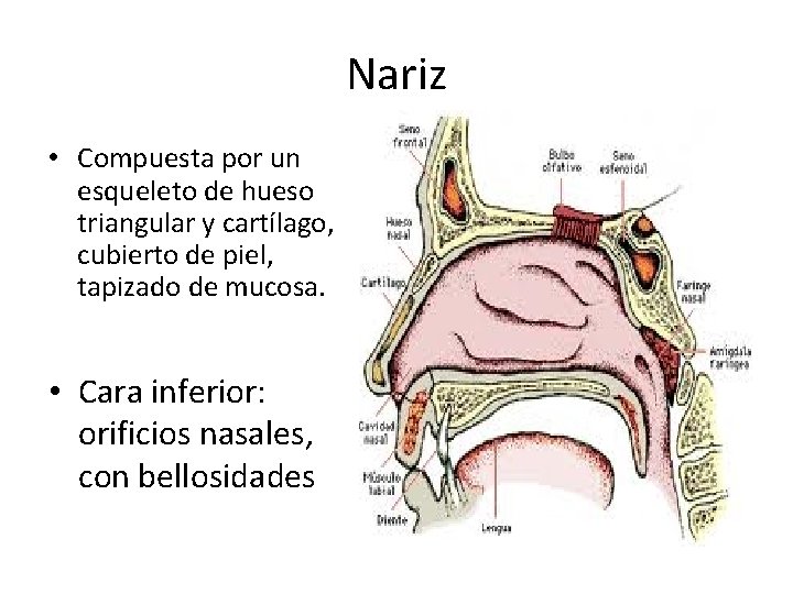 Nariz • Compuesta por un esqueleto de hueso triangular y cartílago, cubierto de piel,