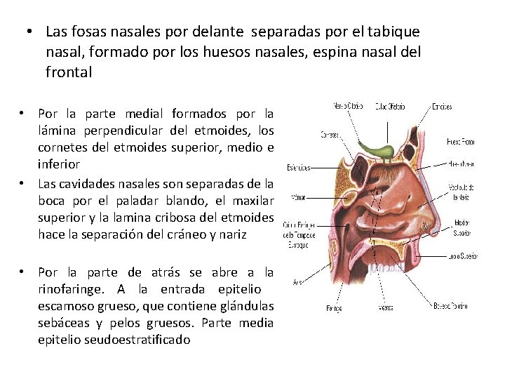  • Las fosas nasales por delante separadas por el tabique nasal, formado por