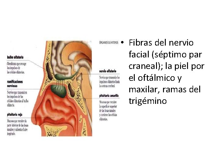  • Fibras del nervio facial (séptimo par craneal); la piel por el oftálmico