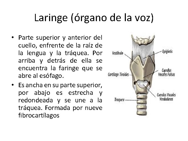 Laringe (órgano de la voz) • Parte superior y anterior del cuello, enfrente de