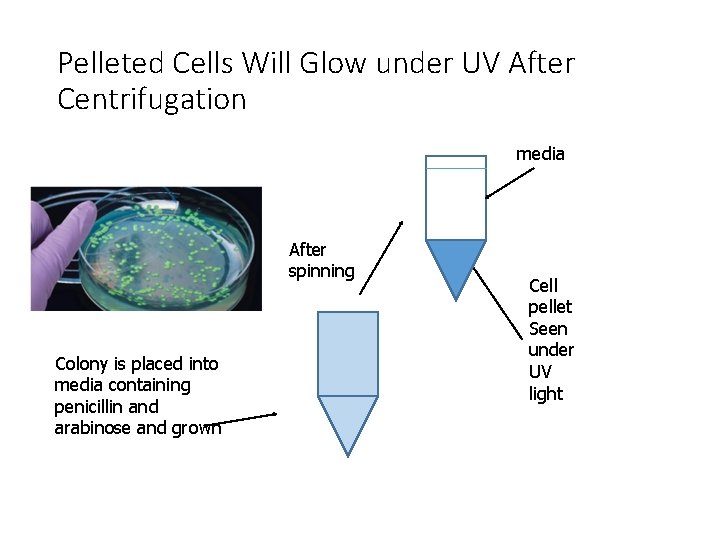 Pelleted Cells Will Glow under UV After Centrifugation media After spinning Colony is placed