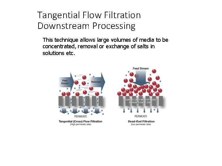 Tangential Flow Filtration Downstream Processing This technique allows large volumes of media to be