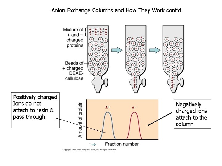 Anion Exchange Columns and How They Work cont’d Positively charged Ions do not attach