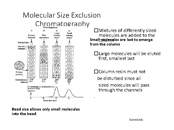 Molecular Size Exclusion Chromatography �Mixtures of differently sized molecules are added to the Smallcolumn