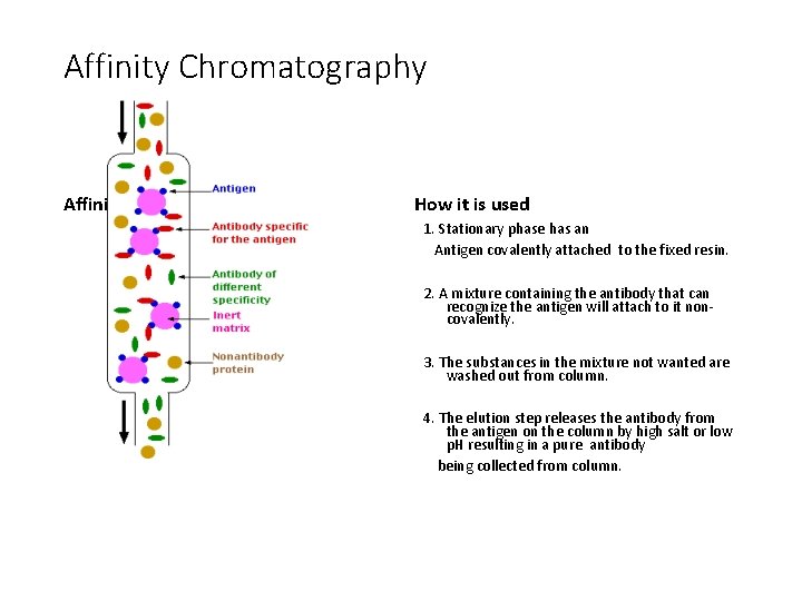 Affinity Chromatography Affinity Column How it is used 1. Stationary phase has an Antigen