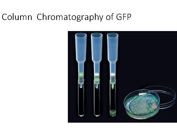 Column Chromatography of GFP 