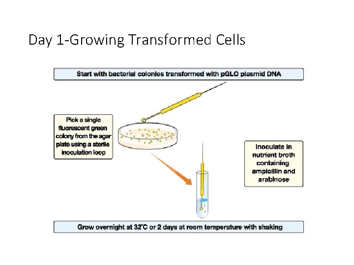 Day 1 -Growing Transformed Cells 1 