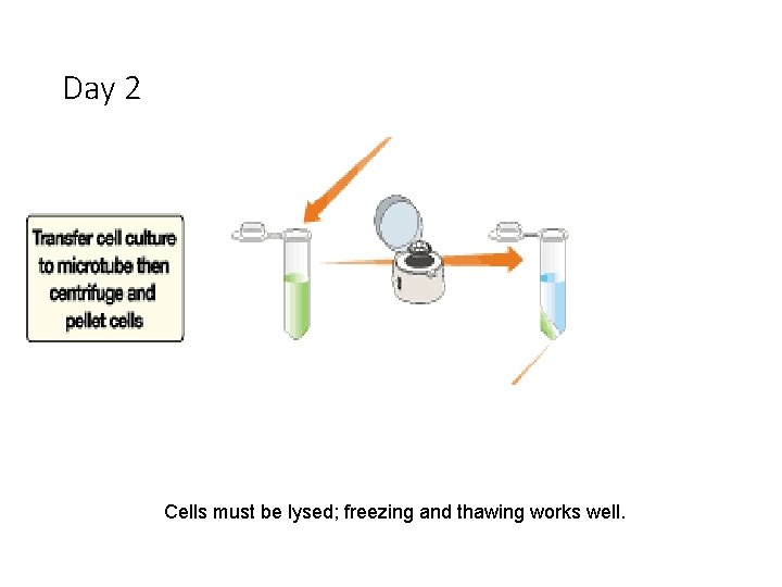 Day 2 Cells must be lysed; freezing and thawing works well. 