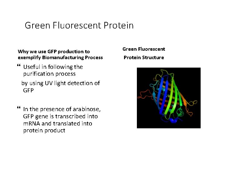 Green Fluorescent Protein Why we use GFP production to exemplify Biomanufacturing Process Useful in