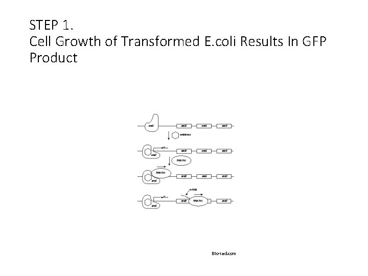 STEP 1. Cell Growth of Transformed E. coli Results In GFP Product Bio-rad. com