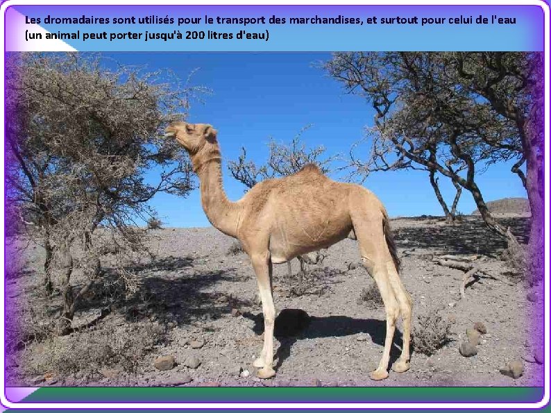 Les dromadaires sont utilisés pour le transport des marchandises, et surtout pour celui de