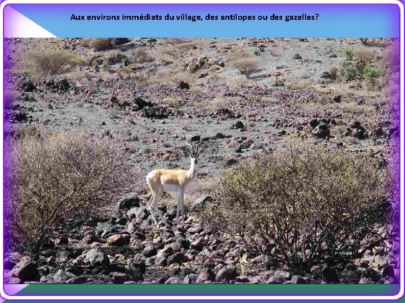 Aux environs immédiats du village, des antilopes ou des gazelles? 