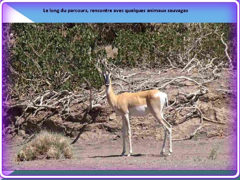 Le long du parcours, rencontre avec quelques animaux sauvages 