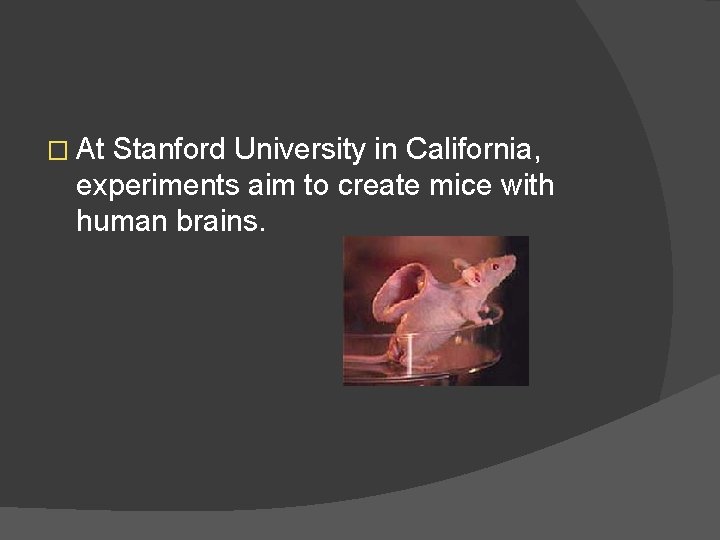 � At Stanford University in California, experiments aim to create mice with human brains.