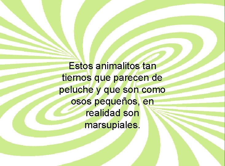 Estos animalitos tan tiernos que parecen de peluche y que son como osos pequeños,