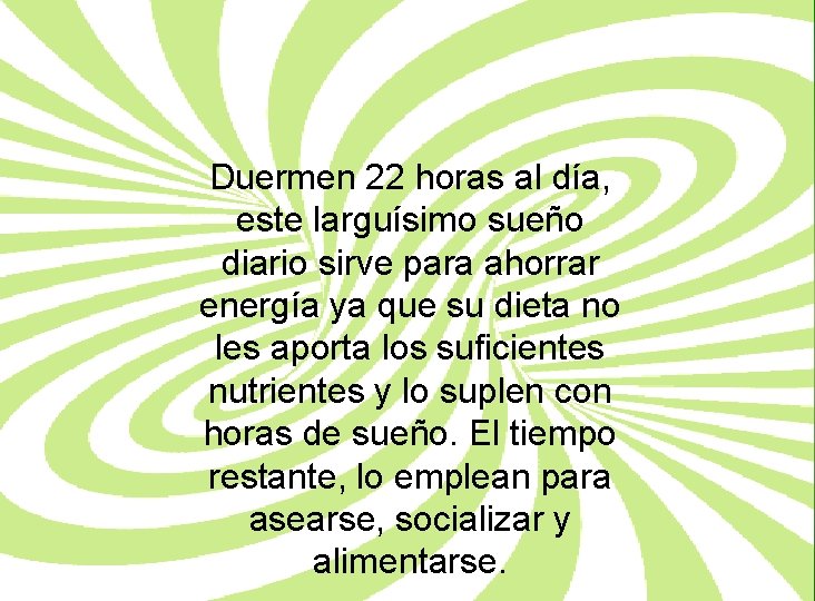Duermen 22 horas al día, este larguísimo sueño diario sirve para ahorrar energía ya