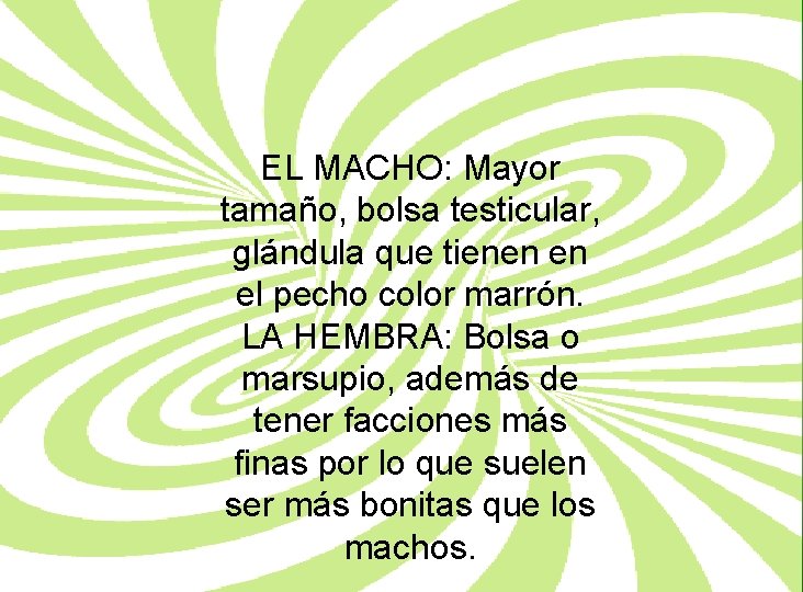 EL MACHO: Mayor tamaño, bolsa testicular, glándula que tienen en el pecho color marrón.