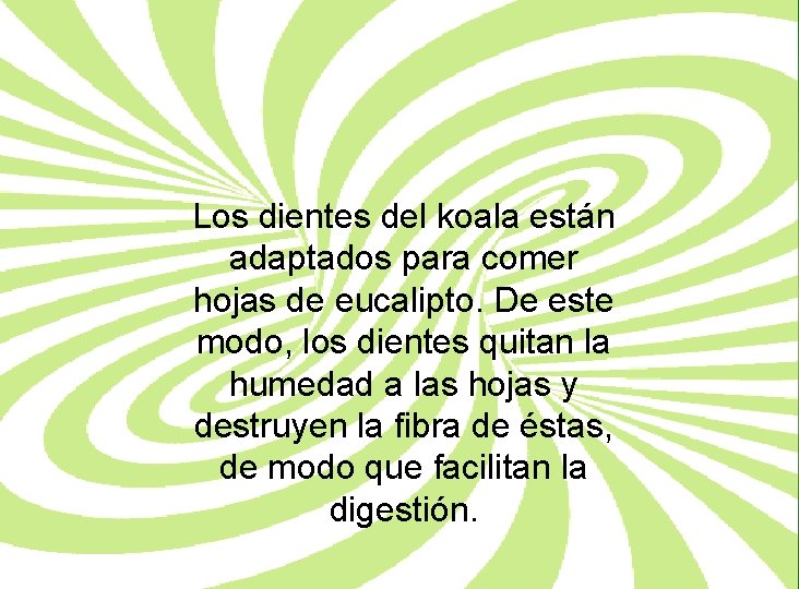 Los dientes del koala están adaptados para comer hojas de eucalipto. De este modo,