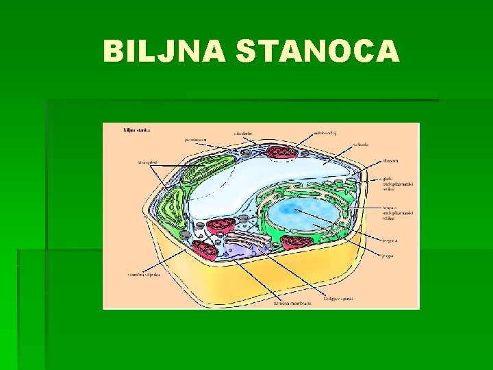 BILJNA STANOCA 