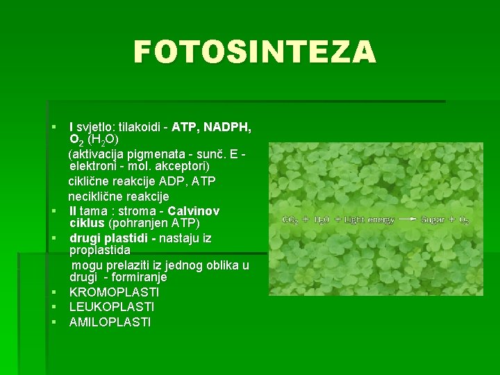 FOTOSINTEZA § I svjetlo: tilakoidi - ATP, NADPH, O 2 (H 2 O) (aktivacija