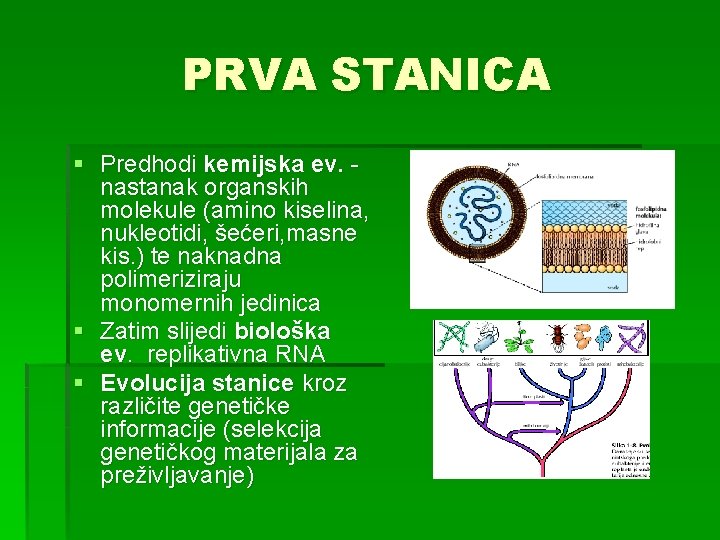 PRVA STANICA § Predhodi kemijska ev. - nastanak organskih molekule (amino kiselina, nukleotidi, šećeri,