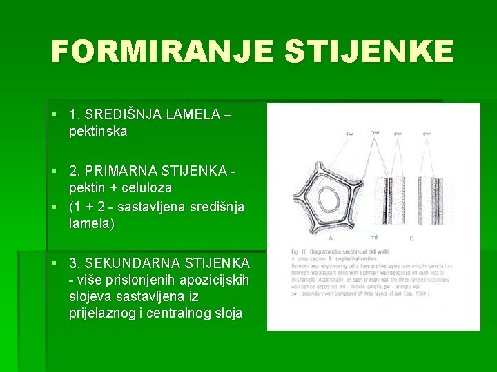 FORMIRANJE STIJENKE § 1. SREDIŠNJA LAMELA – pektinska § 2. PRIMARNA STIJENKA - pektin