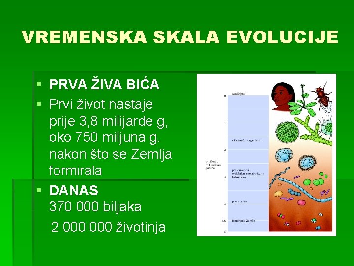 VREMENSKA SKALA EVOLUCIJE § PRVA ŽIVA BIĆA § Prvi život nastaje prije 3, 8