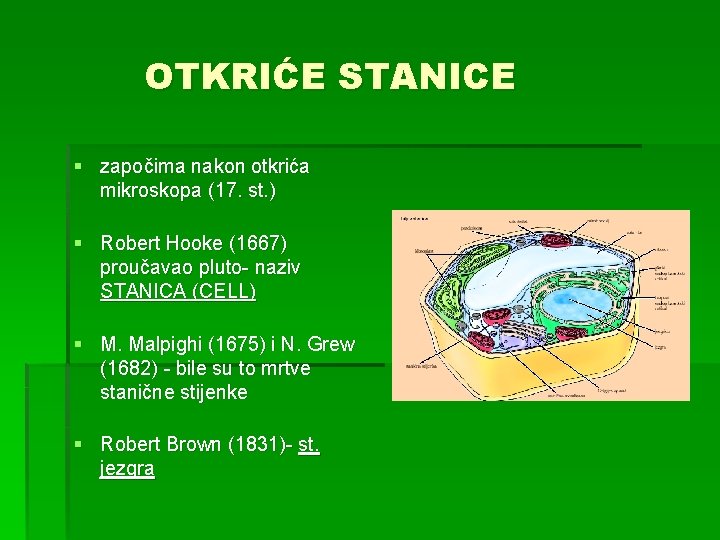 OTKRIĆE STANICE § započima nakon otkrića mikroskopa (17. st. ) § Robert Hooke (1667)