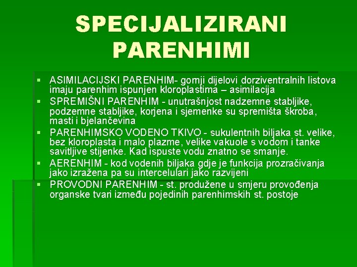 SPECIJALIZIRANI PARENHIMI § ASIMILACIJSKI PARENHIM- gornji dijelovi dorziventralnih listova imaju parenhim ispunjen kloroplastima –