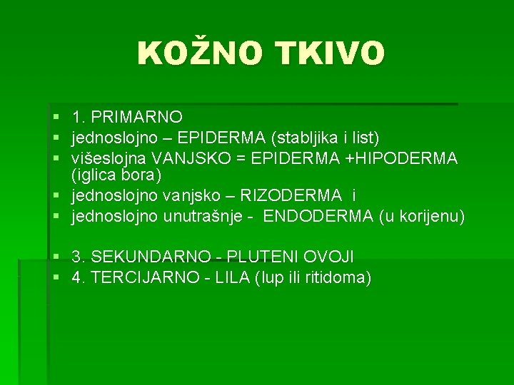 KOŽNO TKIVO § 1. PRIMARNO § jednoslojno – EPIDERMA (stabljika i list) § višeslojna